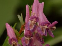 Corydalis solida, Bird-in-a-bush
