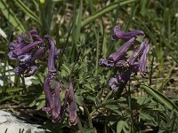 Corydalis solida 12, Vingerhelmbloem, Saxifraga-Marijke Verhagen