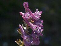 Corydalis solida 15, Vingerhelmbloem, Saxifraga-Jan van der Straaten