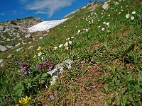 Corydalis solida 18, Vingerhelmbloem, habitat, Saxifraga-Willem van Kruijsbergen