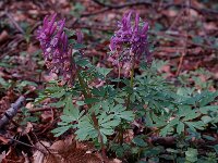 Corydalis solida 2, Vingerhelmbloem, Saxifraga-Willem van Kruijsbergen