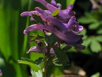 Corydalis solida 20, Vingerhelmbloem, Saxifraga-Jasenka Topic