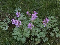 Corydalis solida 21, Vingerhelmbloem, Saxifraga-Peter Meininger