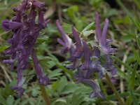 Corydalis solida 23, Vingerhelmbloem, Saxifraga-Willem van Kruijsbergen