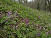 Corydalis solida 24, Vingerhelmbloem, Saxifraga-Willem van Kruijsbergen