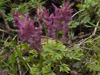 Corydalis solida 25, Vingerhelmbloem, Saxifraga-Willem van Kruijsbergen