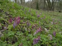 Corydalis solida 28, Vingerhelmbloem, Saxifraga-Willem van Kruijsbergen