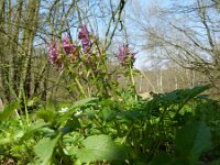 Corydalis solida 31, Vingerhelmbloem, Saxifraga-Rutger Barendse