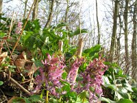 Corydalis solida 32, Vingerhelmbloem, Saxifraga-Rutger Barendse
