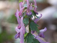Corydalis solida 33, Vingerhelmbloem, Saxifraga-Rutger Barendse