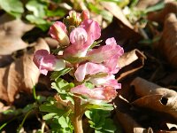 Corydalis solida 34, Vingerhelmbloem, Saxifraga-Rutger Barendse