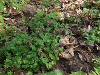 Corydalis solida 37, Vingerhelmbloem, Saxifraga-Hans Boll