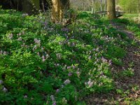 Corydalis solida 42, Vingerhelmbloem, Saxifraga-Ed Stikvoort
