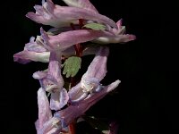 Corydalis solida 5, Vingerhelmbloem, Saxifraga-Jan van der Straaten