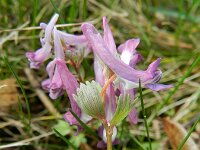 Corydalis solida 56, Vingerhelmbloem, Saxifraga-Rutger Barendse