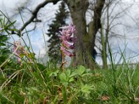 Corydalis solida 57, Vingerhelmbloem, Saxifraga-Rutger Barendse