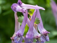 Fumewort flowers (Corydalis solida)  Fumewort flowers (Corydalis solida) : close-up, closeup, coridalis, Corydalis solida, flora, floral, flower, fumewort, growth, macro, natural, natural beauty, nature, pistil, spring, springtime, stamen, beauty in nature, no people, nobody, outdoors, outside