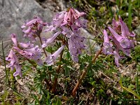 Corydalis solida 72, Vingerhelmbloem, Saxifraga-Harry Jans