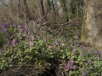 Corydalis solida 74, Vingerhelmbloem, Saxifraga-Willem van Kruijsbergen