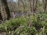Corydalis solida 77, Vingerhelmbloem, Saxifraga-Willem van Kruijsbergen