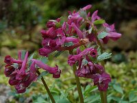 Corydalis solida 8, Vingerhelmbloem, Saxifraga-Willem van Kruijsbergen