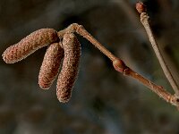 Corylus avellana, Hazel