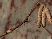 Corylus avellana 10, Hazelaar, Saxifraga-Willem van Kruijsbergen