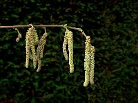 Corylus avellana 14, Hazelaar, male, Saxifraga-Jan van der Straaten