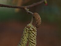 Corylus avellana 15, Hazelaar, male, Saxifraga-Jan van der Straaten