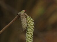 Corylus avellana 17, Hazelaar, male, Saxifraga-Jan van der Straaten