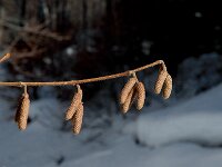 Corylus avellana 2, Hazelaar, Saxifraga-Jan van der Straaten