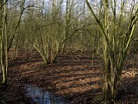 Corylus avellana 22, Hazelaar, Saxifraga-Jan van der Straaten