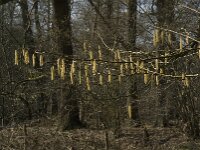 Corylus avellana 23, Hazelaar, Saxifraga-Jan van der Straaten