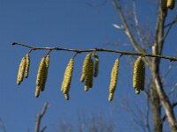 Corylus avellana 25, Hazelaar, Saxifraga-Marijke Verhagen
