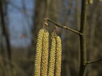 Corylus avellana 26, Hazelaar, Saxifraga-Marijke Verhagen