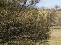 Corylus avellana 3, Hazelaar, Saxifraga-Jan van der Straaten