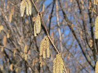 Corylus avellana 30, Hazelaar, Saxifraga-Jan Willem Jongepier