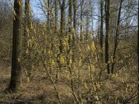 Corylus avellana 40, Hazelaar, Saxifraga-Jan van der Straaten