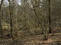 Corylus avellana 41, Hazelaar, Saxifraga-Marijke Verhagen