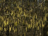 Corylus avellana 44, Hazelaar, Saxifraga-Jan van der Straaten