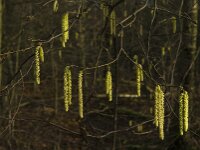 Corylus avellana 45, Hazelaar, Saxifraga-Jan van der Straaten