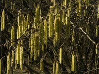 Corylus avellana 46, Hazelaar, Saxifraga-Jan van der Straaten