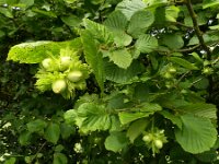 Corylus avellana 47, Hazelaar, Saxifraga-Mark Zekhuis