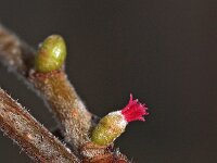Corylus avellana 49, Hazelaar, Saxifraga-Hans Dekker