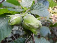 Corylus avellana 56, Hazelaar, Saxifraga-Rutger Barendse