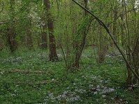 Corylus avellana 57, Hazelaar, Saxifraga-Hans Boll