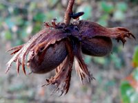 Corylus avellana 58, Hazelaar, Saxifraga-Peter Meininger