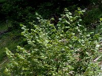 Corylus avellana 6, Hazelaar, Saxifraga-Jan van der Straaten