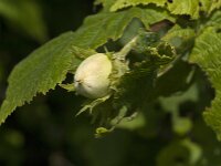 Corylus avellana 61, Hazelaar, Saxifraga-Jan van der Straaten