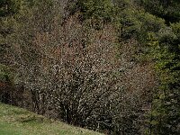 Corylus avellana 7, Hazelaar, Saxifraga-Jan van der Straaten